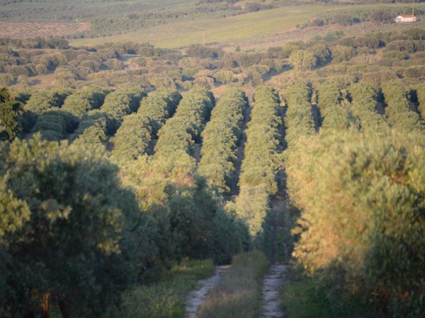 producao2 producao2